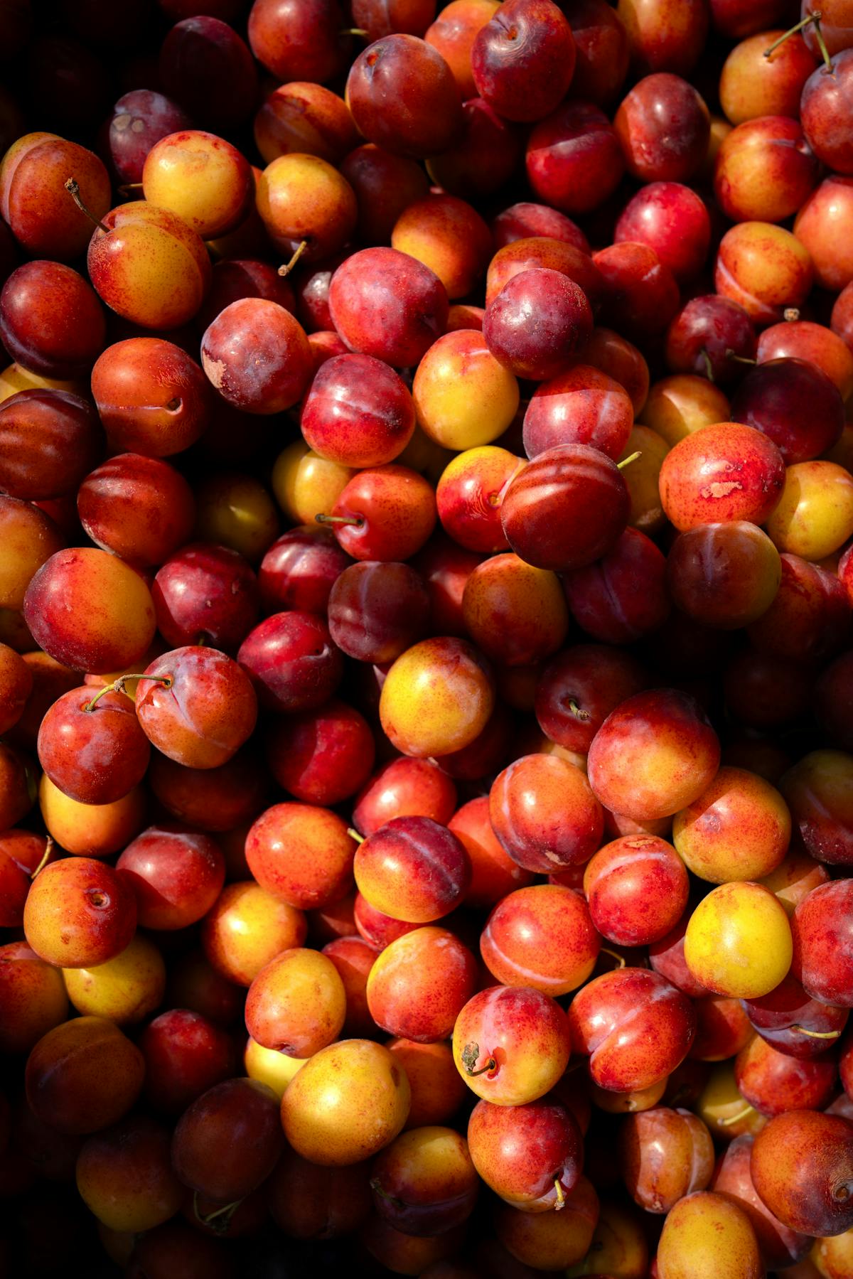 đào Mộc Châu mùa nào ngon chín đỏ trên cây