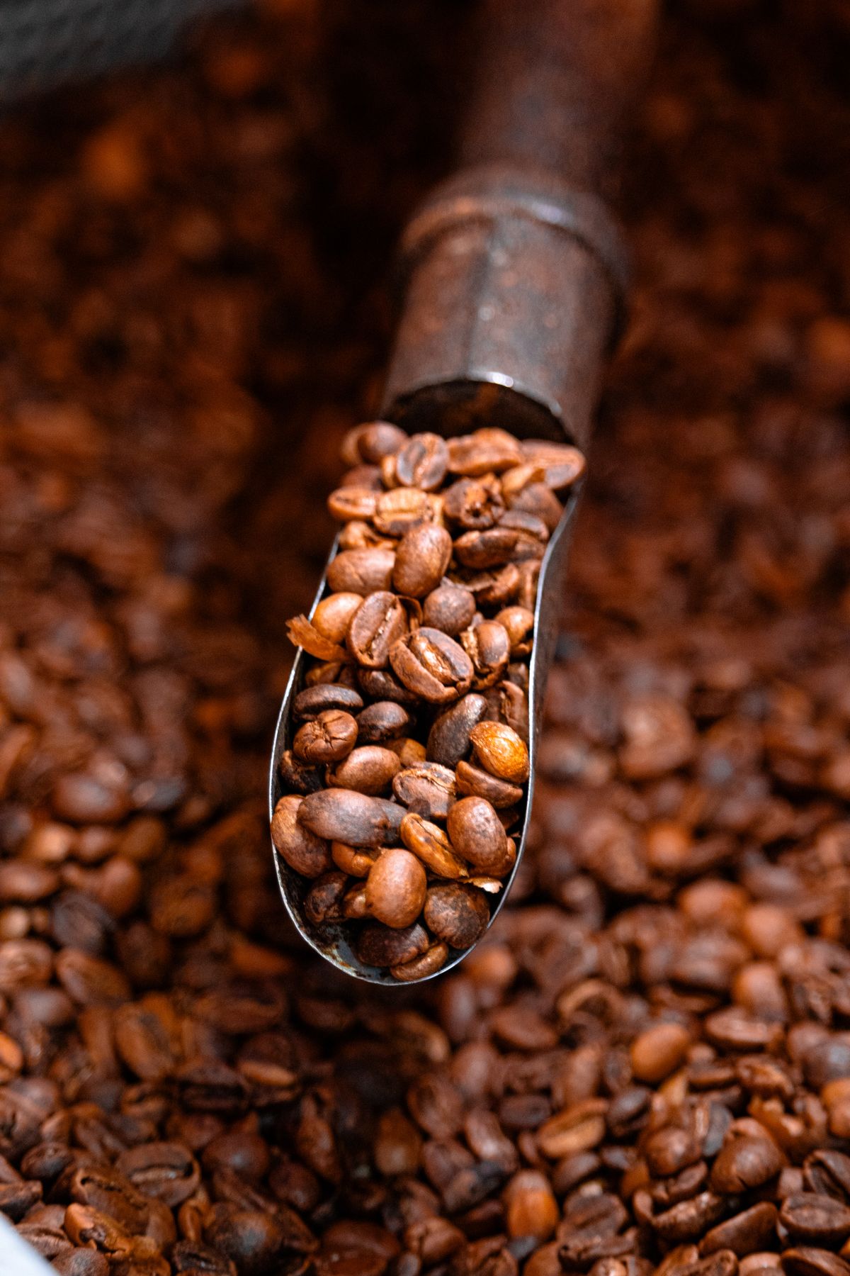 cà phê Arabica Sơn La đặc sản Tây Bắc