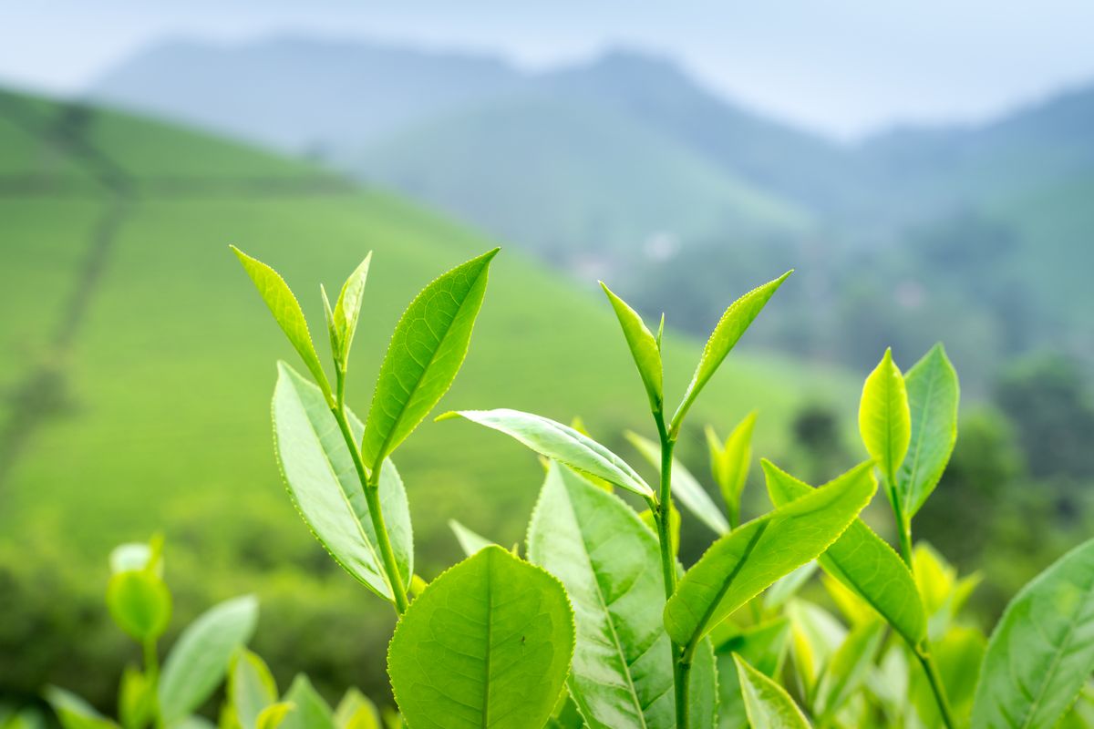 Chè Shan Tuyết cổ thụ búp phủ lông trắng đặc sản trà vùng cao