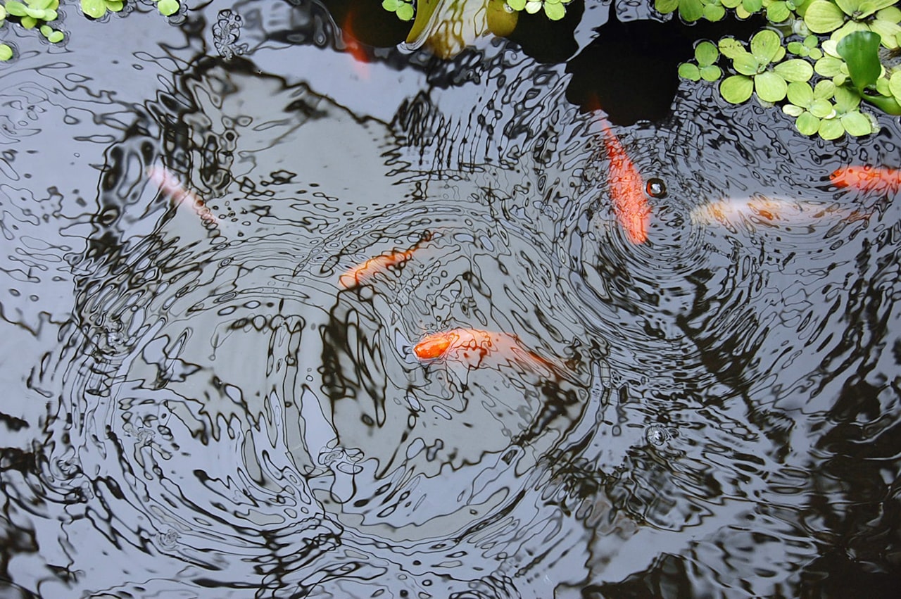 Hồ cá koi và nước trong phong thủy