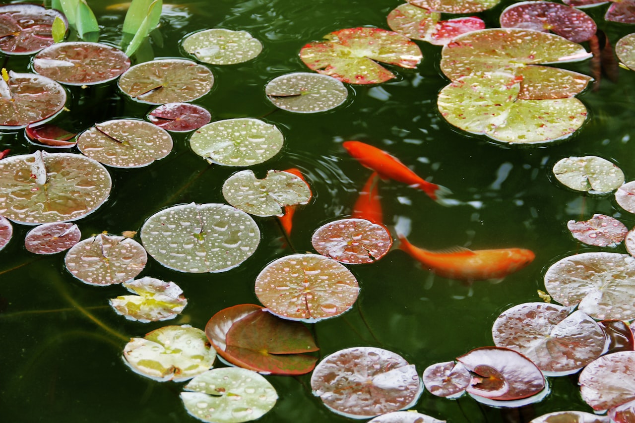 Hồ cá koi và nước trong phong thủy