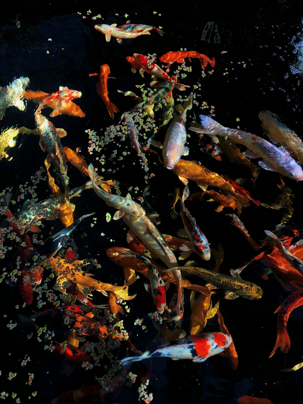 Hồ cá koi và nước trong phong thủy