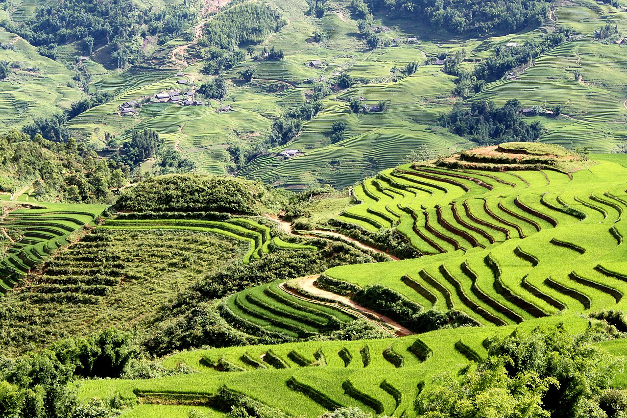 Ruộng bậc thang Việt Nam mùa lúa chín