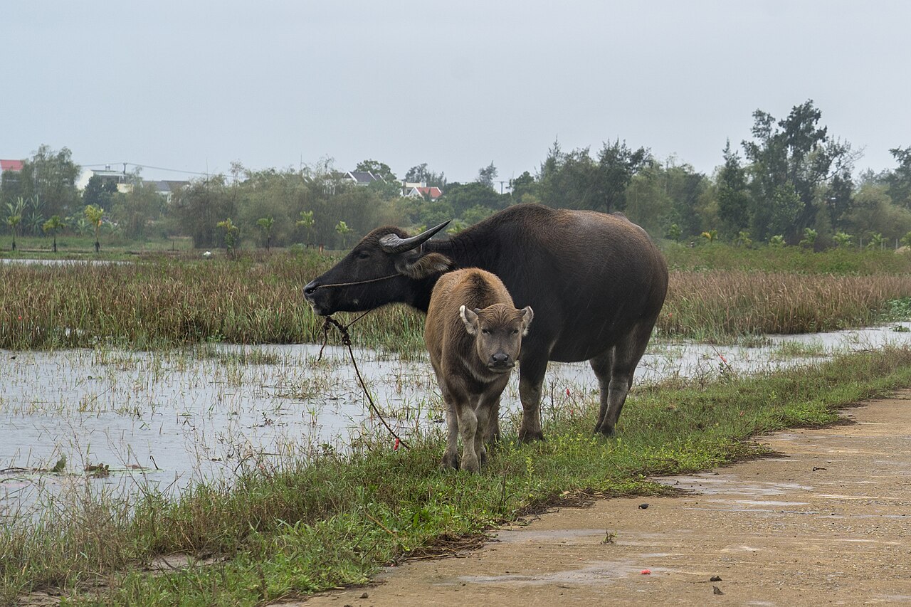 Đàn trâu trên đồng ruộng Việt Nam